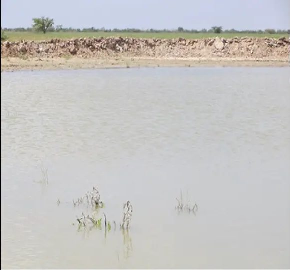 Wide pool of standing water reaching a low earth bank with reeds breaking the surface
