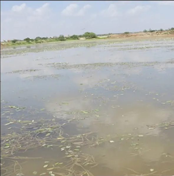 Shallow sheet of water spread across the finished catchment with green shoots emerging