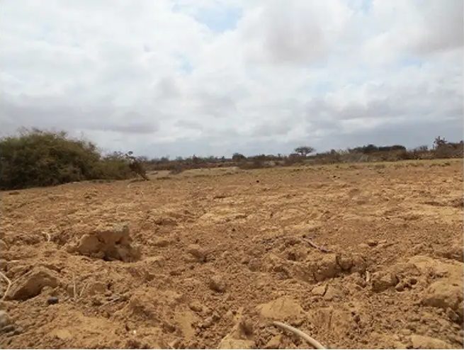 Churned dry soil scattered with clods and dead roots below a cloudy sky