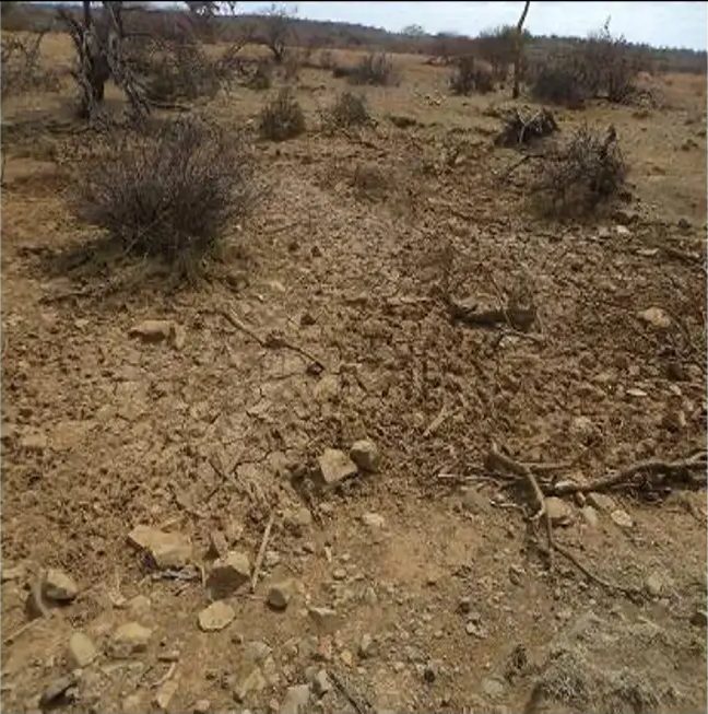 Rocky degraded ground littered with dead branches and bare thorn stumps
