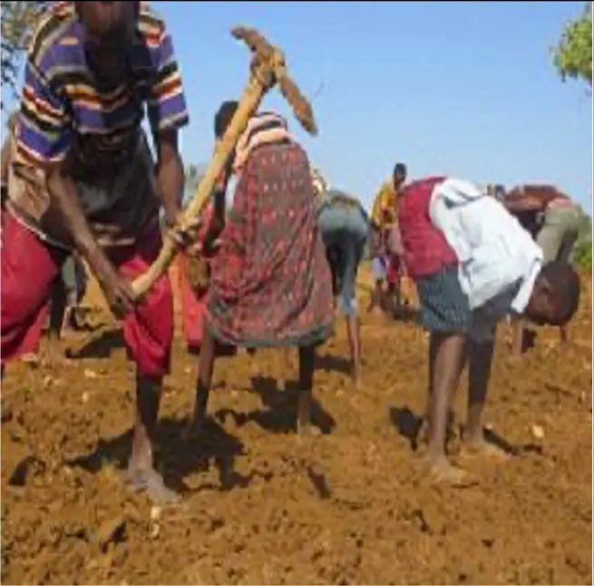 Worker raising a pickaxe while others bend to clear soil behind him