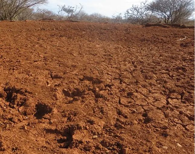Freshly excavated red-earth catchment slope under bare thorn trees