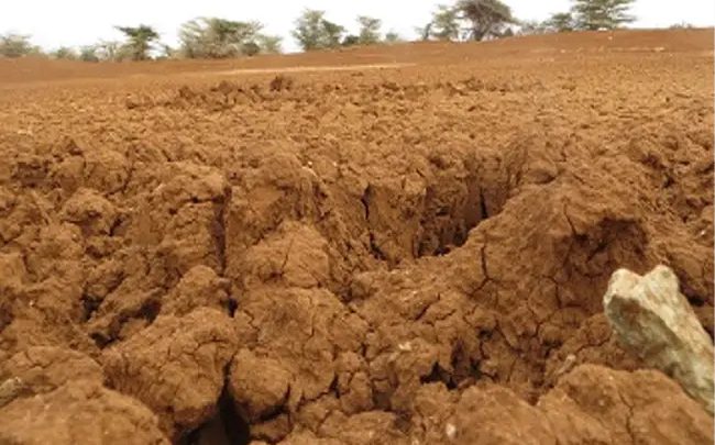 Deeply cracked and collapsing clay bank at the edge of a dried pan