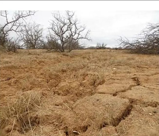 Cracked clay pan fringed by leafless trees at the end of a dry season