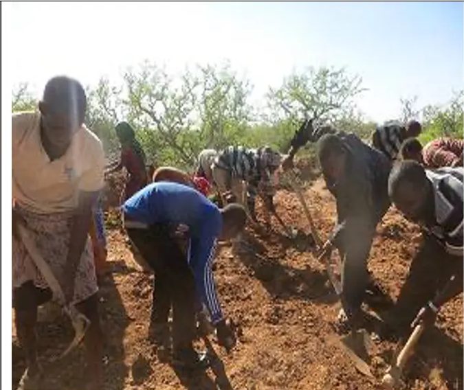 Line of workers bent over hoes breaking hardpan along the catchment edge