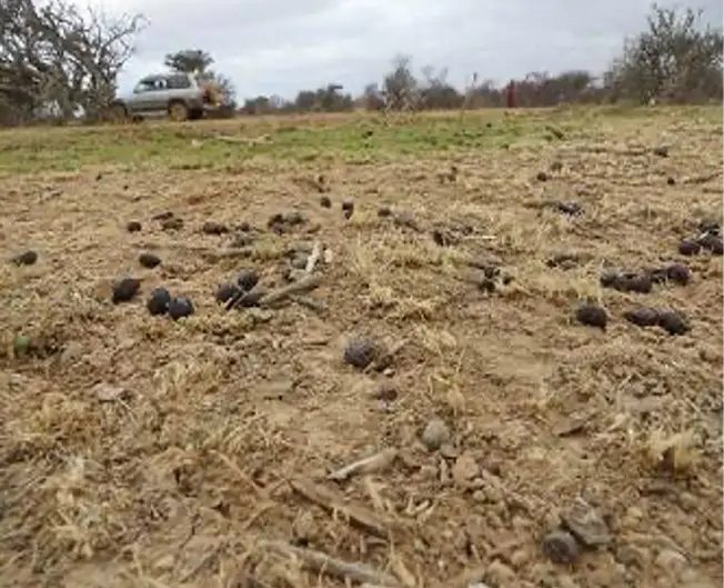 Overgrazed ground scattered with livestock dung and crop stubble